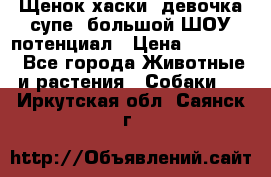 Щенок хаски, девочка супе, большой ШОУ потенциал › Цена ­ 50 000 - Все города Животные и растения » Собаки   . Иркутская обл.,Саянск г.